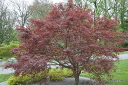 Acer palmatum 'Sherwood Flame' — photo 5